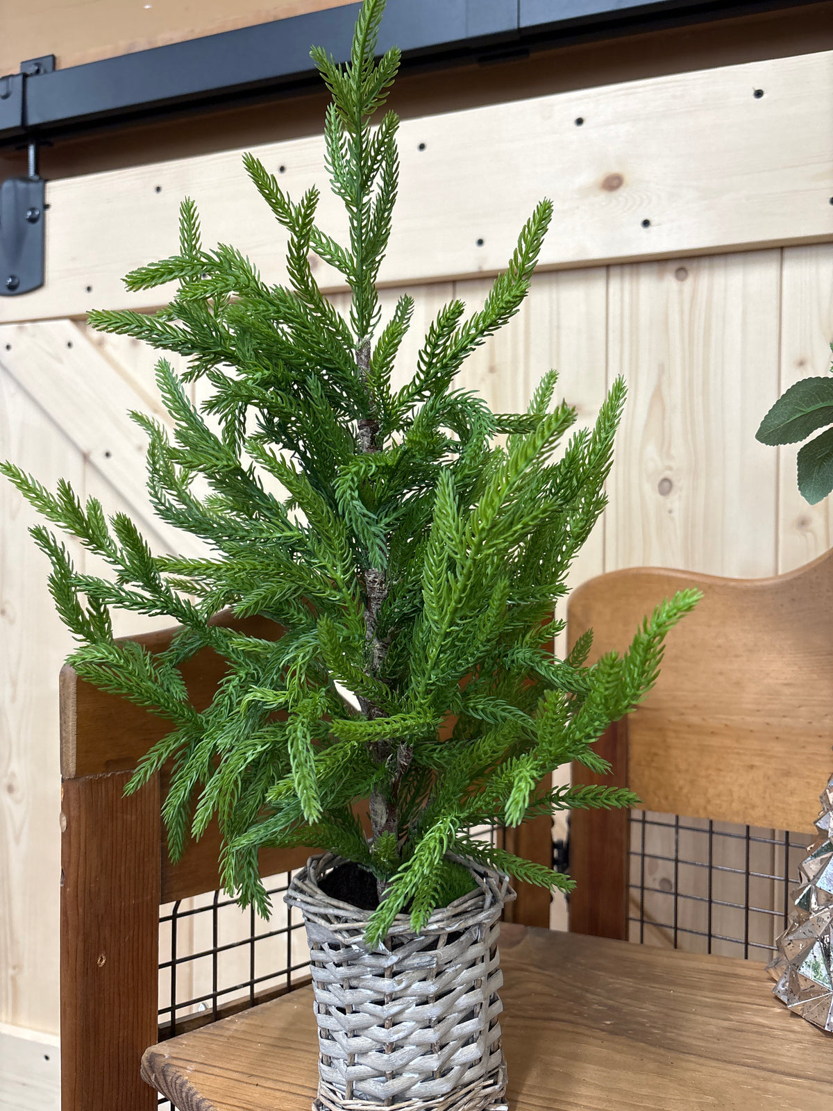 Cypress Tree In Basket