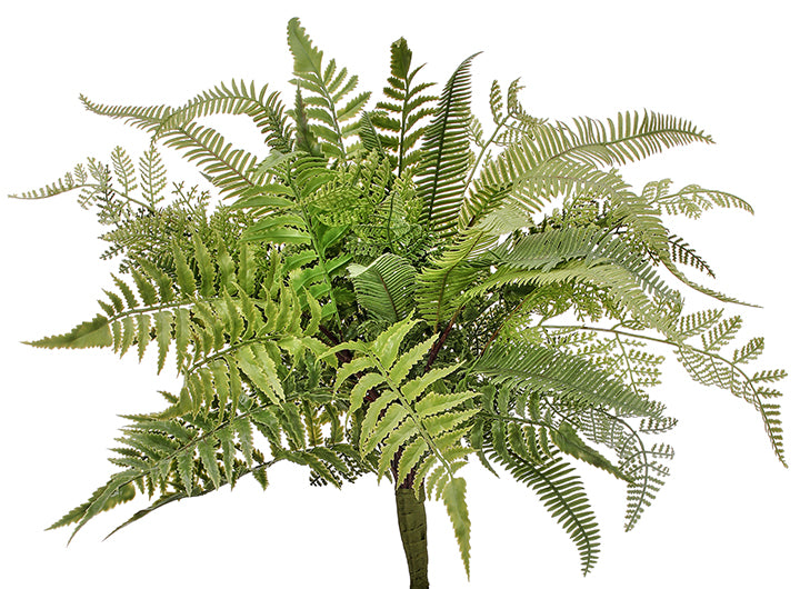 Mixed Greens Fern
