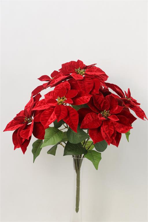 Velvet Poinsettia Bush