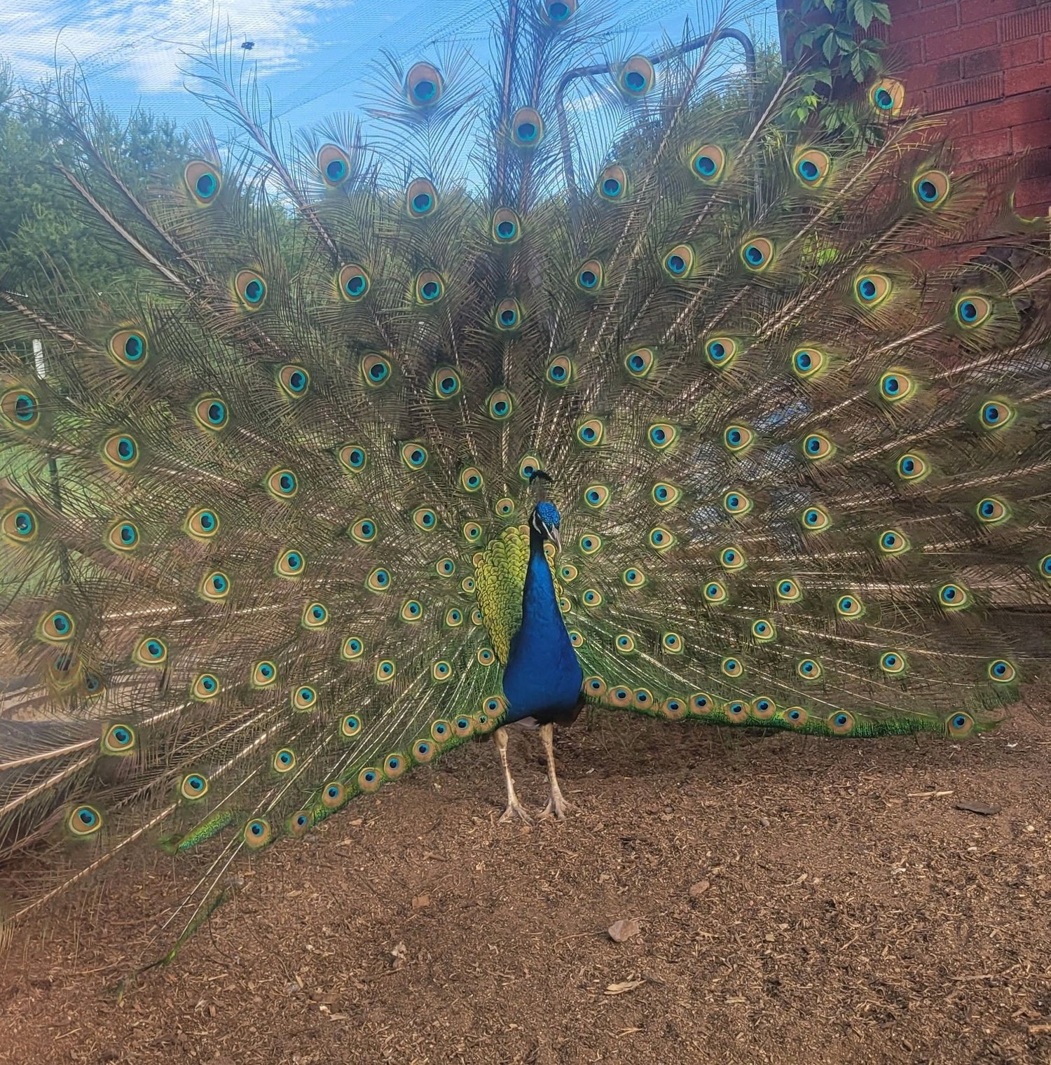 Kevin The Peacock Merch