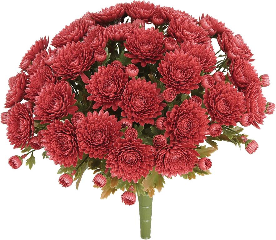 Mum Bush