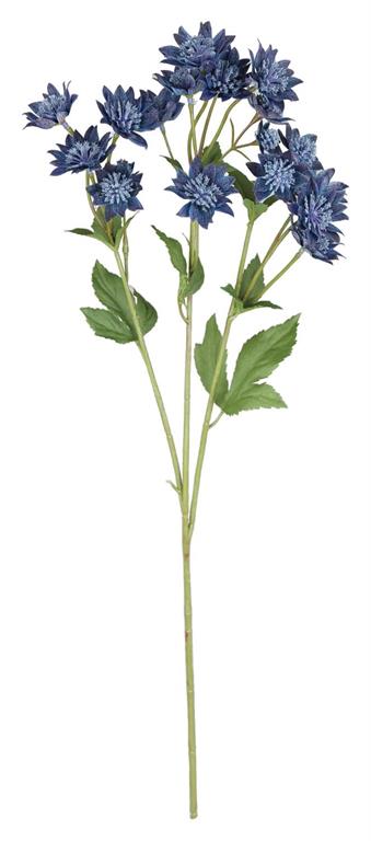 Astrantia Spray