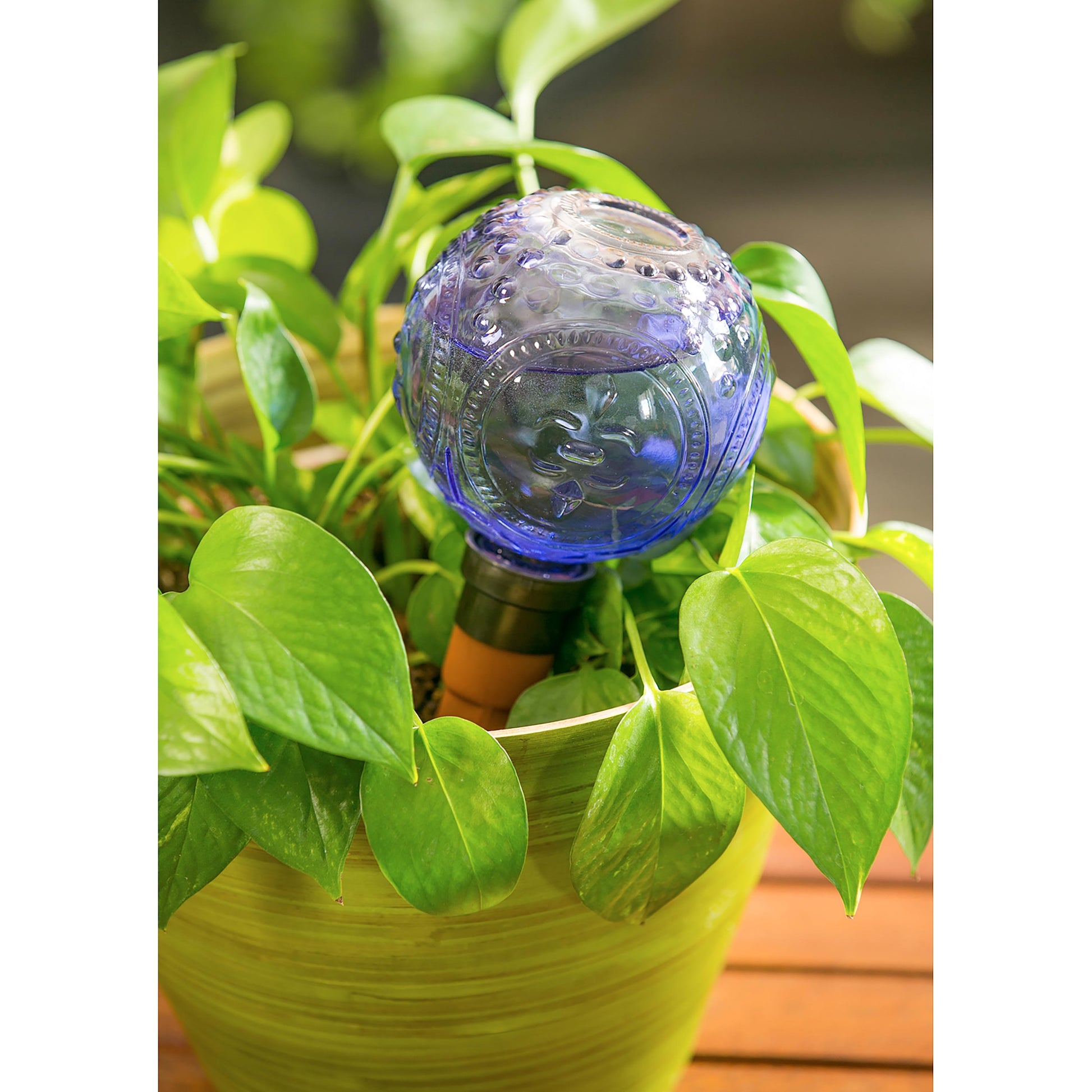 glass globe watering plants Glass Watering Globe With Terracotta Spike – Walker's General Store