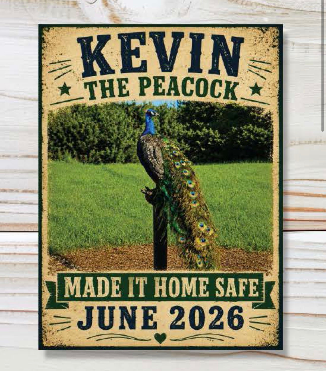 Kevin The Peacock Home Safe Sticker