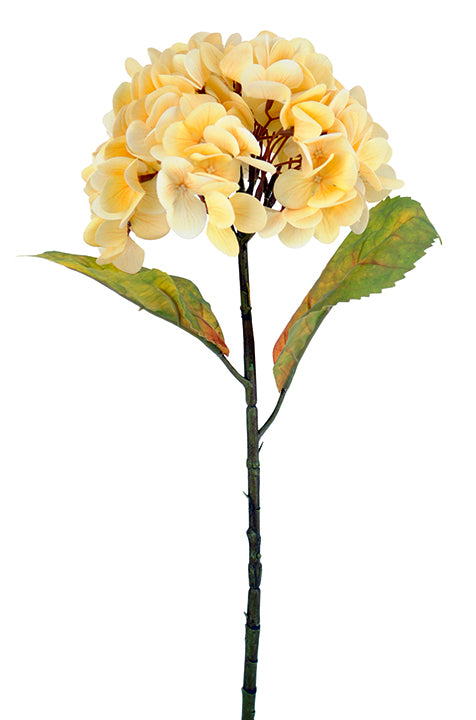 Real Feel Hydrangea