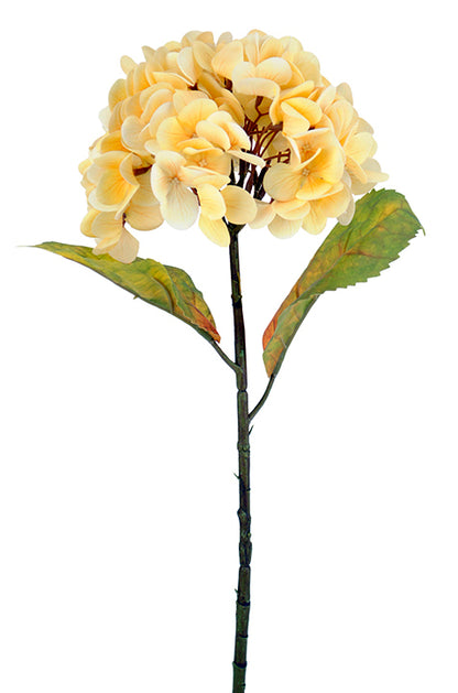 Real Feel Hydrangea