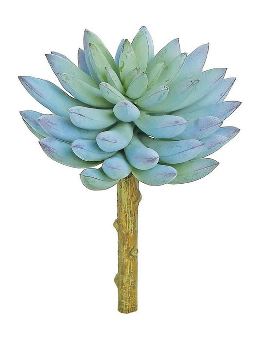Finger Succulent