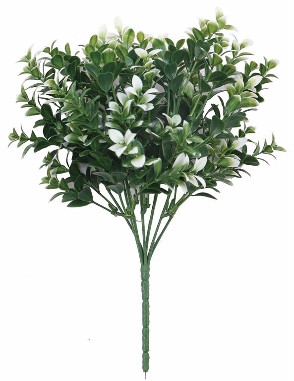 Mini Tea Leaf Bush