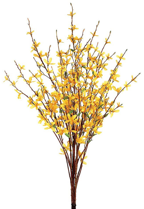 Forsythia Bush