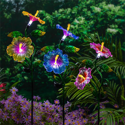 Hibiscus Solar Garden Solar