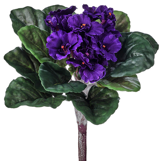 African Violet Plant