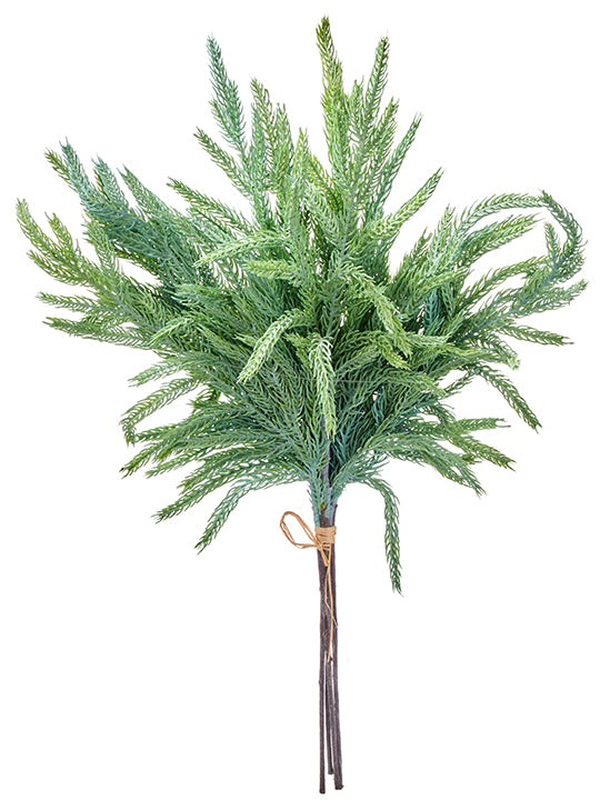 Norfolk Pine Bundle
