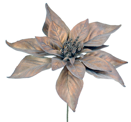 Bronze Poinsettia