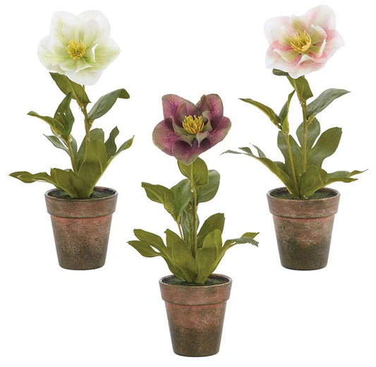 Helleborus Potted Roses