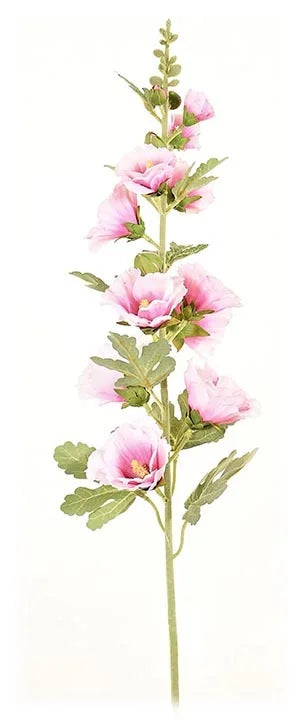 Hollyhock