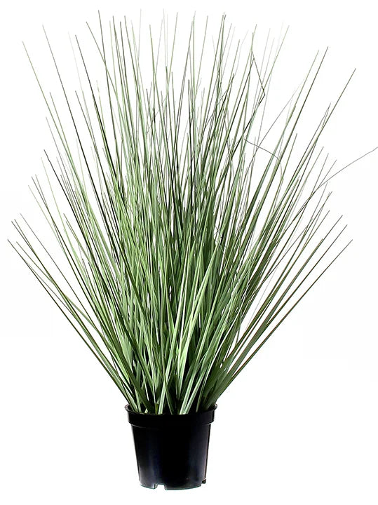 Potted Herb Grass