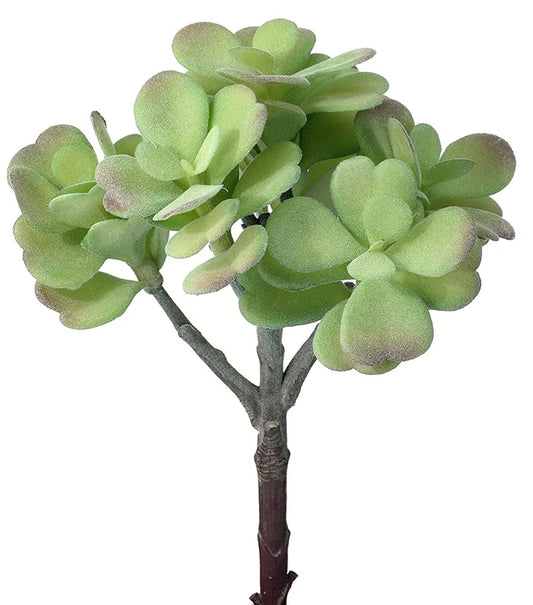 Flocked Jade Plant