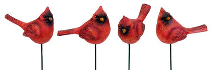 Cardinal Bird Pick